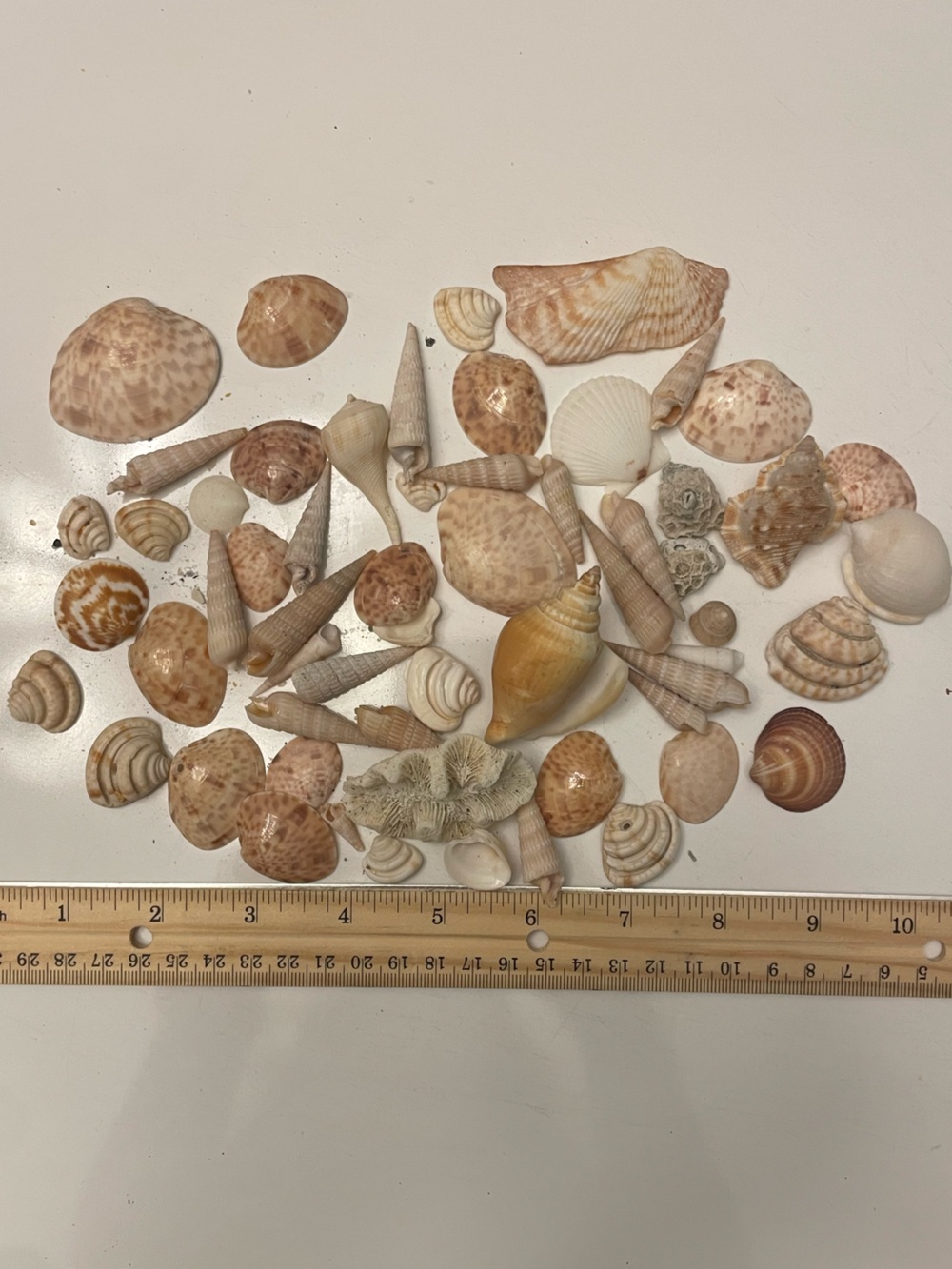 Mixed Natural Seashell Assortment - Beige & Cream Tones